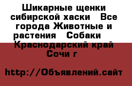 Шикарные щенки сибирской хаски - Все города Животные и растения » Собаки   . Краснодарский край,Сочи г.